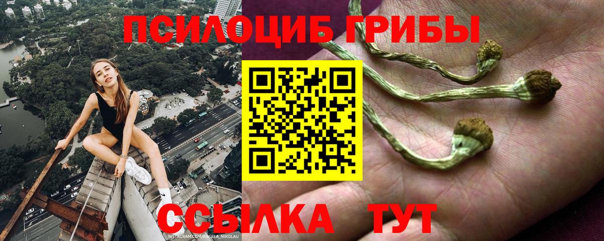 Чусовой  Галлюциногенные грибы Cubensis  Вход с VPN 